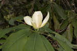 Mountain magnolia